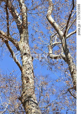 アキニレ（秋楡） 13785886