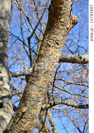 アキニレ（秋楡） 13785887