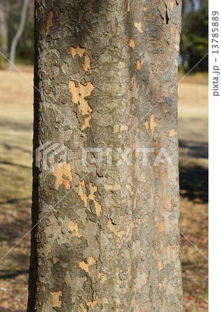 アキニレ（秋楡） 13785889