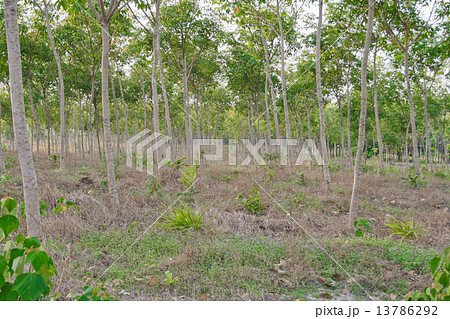 Rubber Tree Rubber Tree 13786292