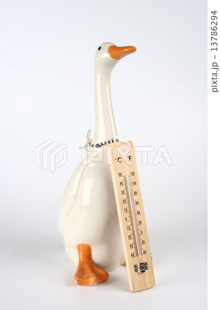 White duck with a thermometer White duck with a thermometer 13786294
