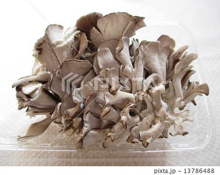 舞茸 舞茸 13786488