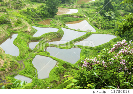 田植え時 花咲棚田 田植え時 花咲棚田 13786818