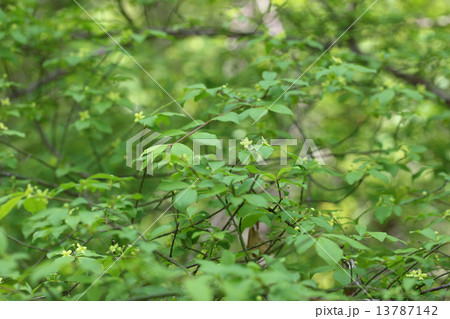 コマユミの花 13787142