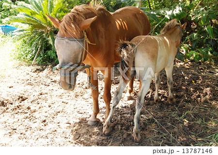 島馬の親子（石垣島／沖縄県） 13787146