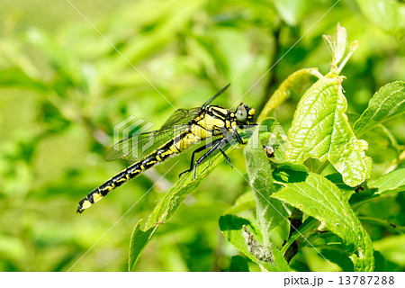 Ophiogomphus cecilia. Dragonfly on the green leaves background Ophiogomphus cecilia. Dragonfly on the green leaves background 13787288