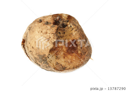 Spoiled  bad potato isolated on white 13787290