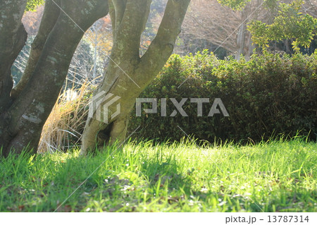 公園 13787314