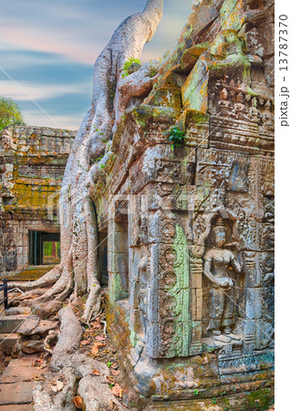 Ta Prohm Temple ancient tree roots, Angkor Ta Prohm Temple ancient tree roots, Angkor 13787370
