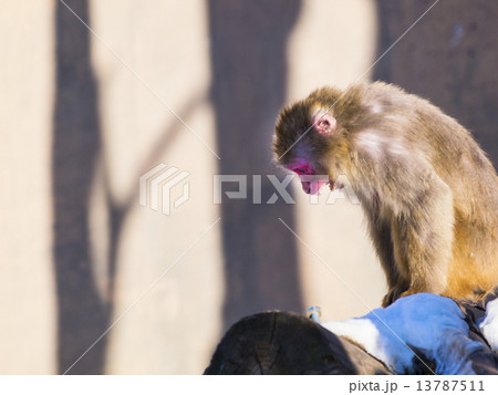 ニホンザル(威嚇) 13787511