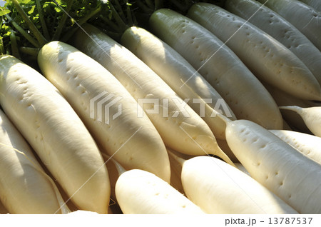 大根 13787537