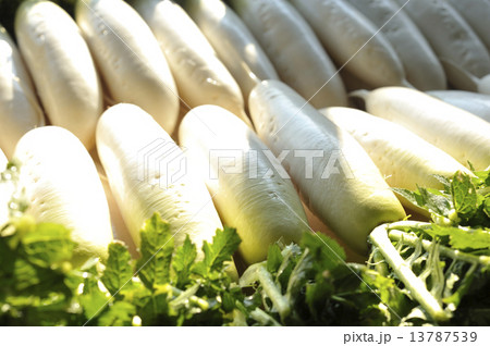 大根 大根 13787539