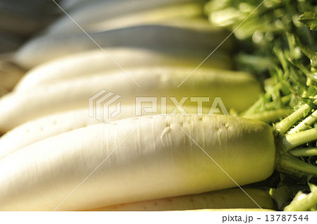 大根 13787544