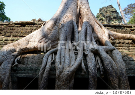 タプローム タプローム 13787603