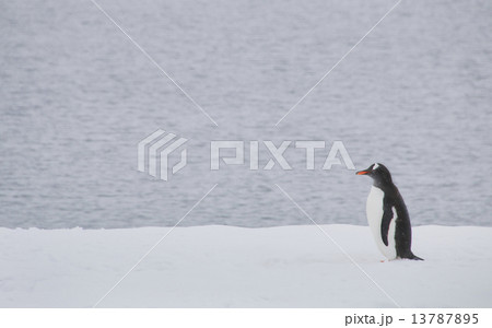 南極のジェンツーペンギン 13787895