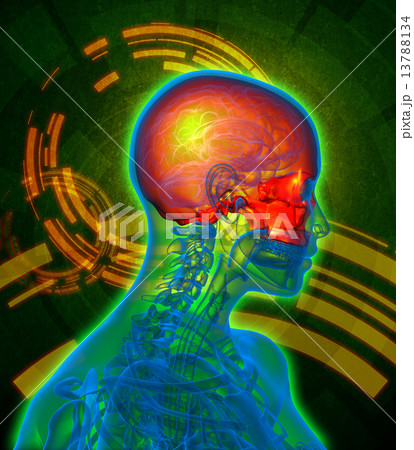 3d render medical illustration of the upper skull 13788134