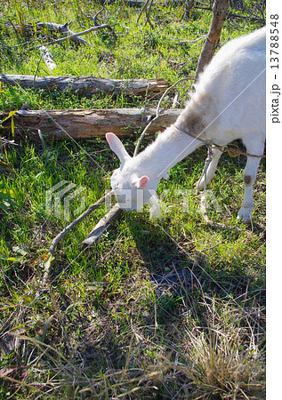雑草を食べてくれるヤギ 13788548