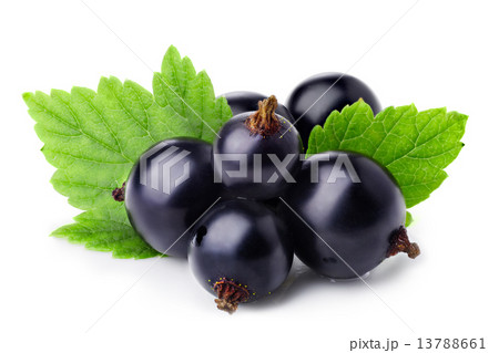 Black currant 13788661