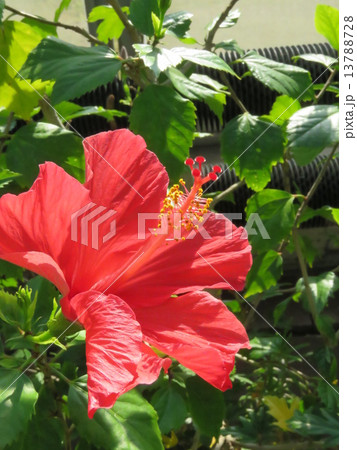ハイビスカスの花 13788728