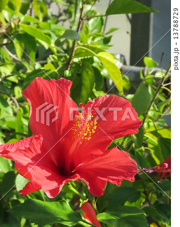 ハイビスカスの花 ハイビスカスの花 13788729