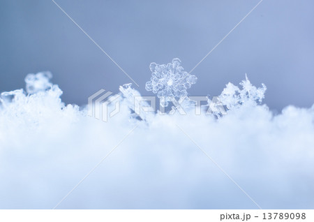 雪の華 13789098