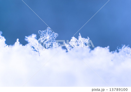 雪の華 13789100
