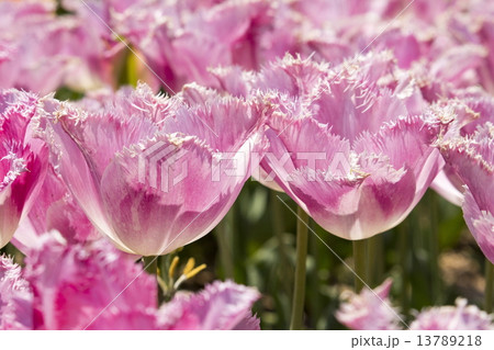 チューリップ チューリップ 13789218