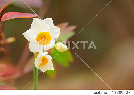 スイセン 13789283