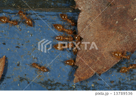 きいしり きいしり 13789536