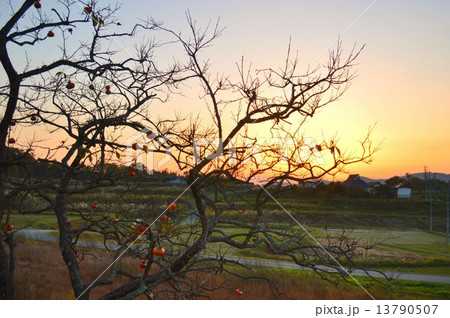 柿の木 柿の木 13790507