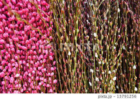 Plum flowers Plum flowers 13791256