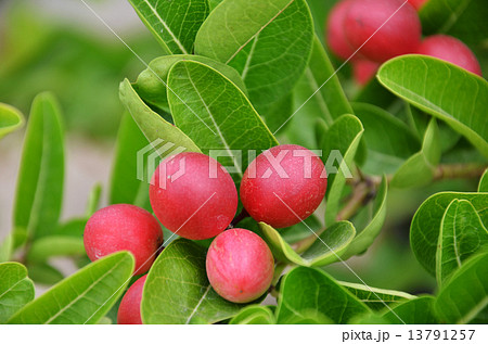 Miracle fruit 13791257
