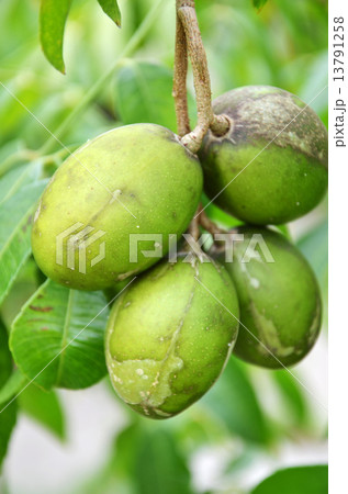 Ambarella fruits on the tree Ambarella fruits on the tree 13791258