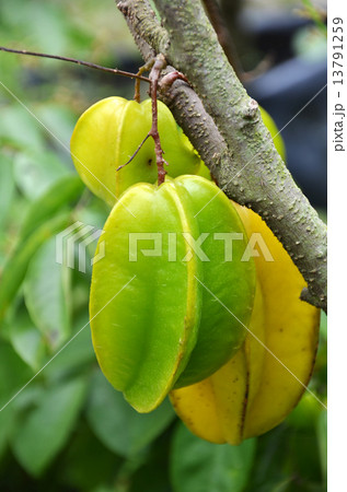 Star fruits Star fruits 13791259