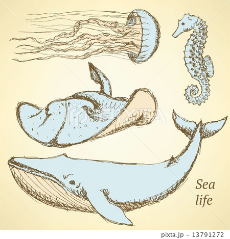 Sketch sea creatures in vintage style 13791272