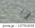 はての浜の魚　(沖縄 久米島) 13791638