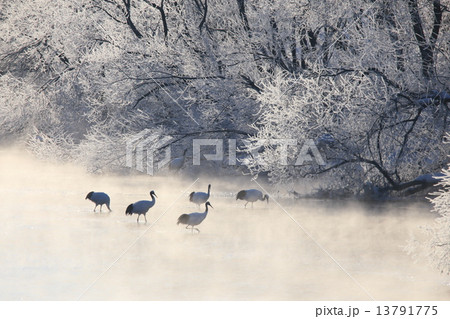 音羽橋から見る冬のタンチョウ 13791775