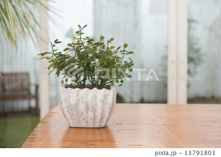 観葉植物 13791803