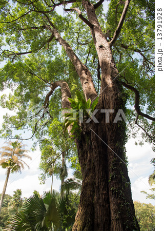 Big tree trunk in daytime with green leaves 13791928