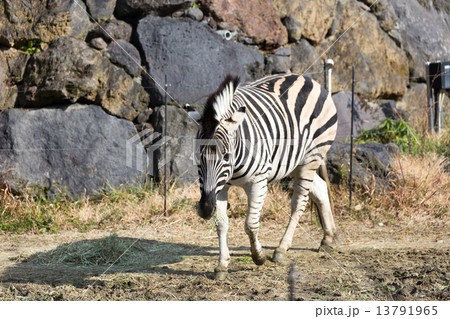 シマウマ 13791965