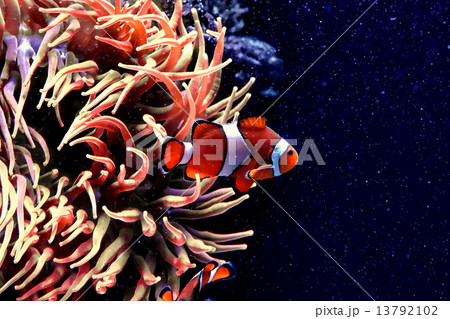 Underwater paradise 13792102
