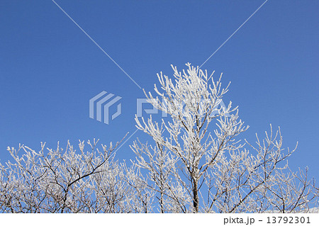 雪の華 雪の華 13792301