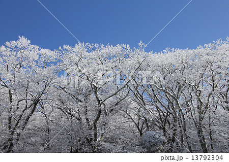 雪の華 13792304