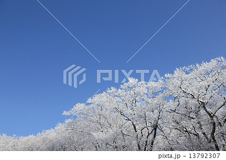 雪の華 13792307