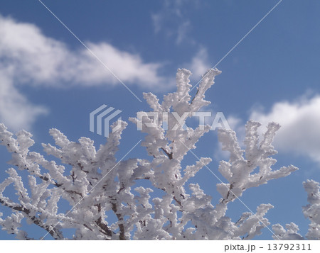 雪の華 13792311