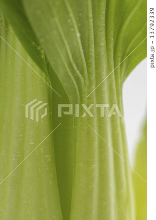 ちんげん菜 ちんげん菜 13792339