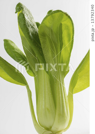 ちんげん菜 ちんげん菜 13792340