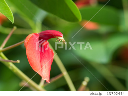 アメリカ梯梧 13792454