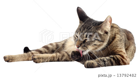 Cat washing itself isolated. Cat washing itself isolated. 13792482