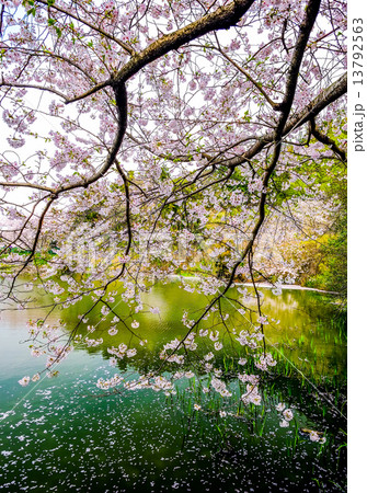 桜と池 13792563